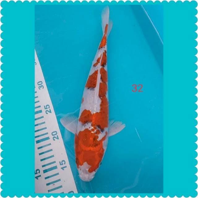 Gosiki 32cm