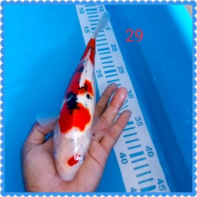 Sanke 29cm