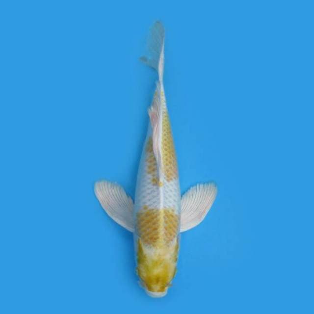 BKS ( HARIWAKE KUMPAY 37 CM )