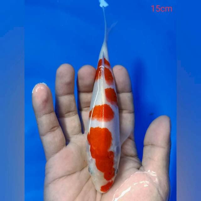 Kohaku sakura 15cm minion