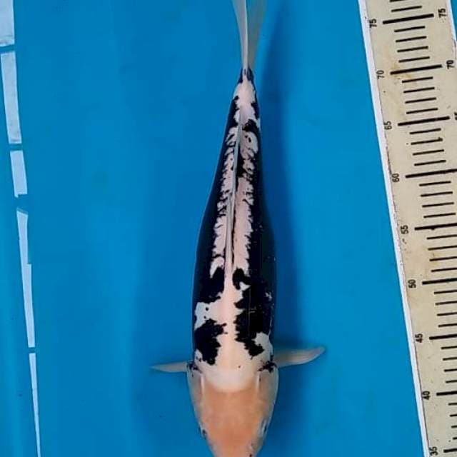 Kumonryu 44cm female