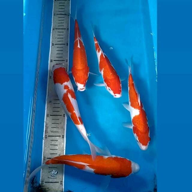 Paket kohaku, 22-25 cm