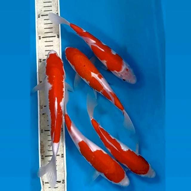 Paket kohaku, 21-25 cm