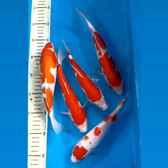 Paket kohaku, 22-26 cm