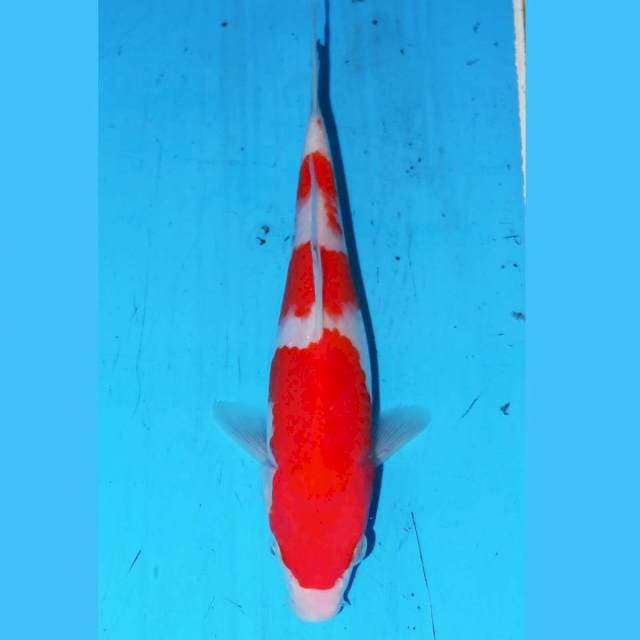 SANDAN KOHAKU 17cm