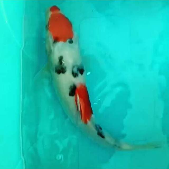 MARUTEN KUCHIBENI SANKE