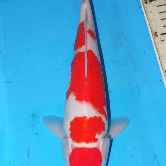 KOHAKU 4 STEP • 29cm