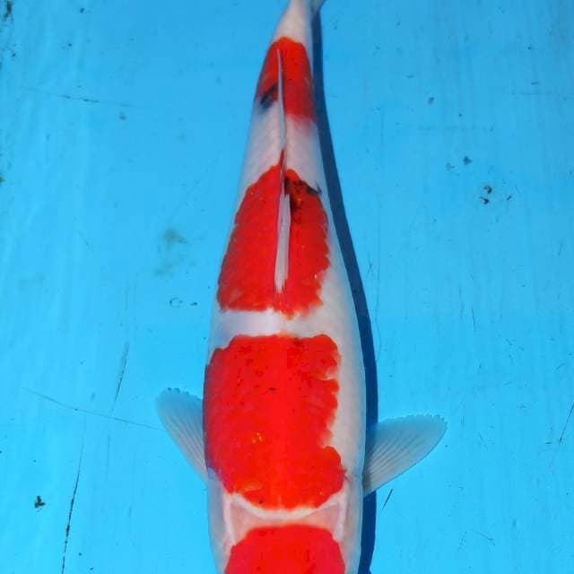 YONDAN SANKE • 25cm
