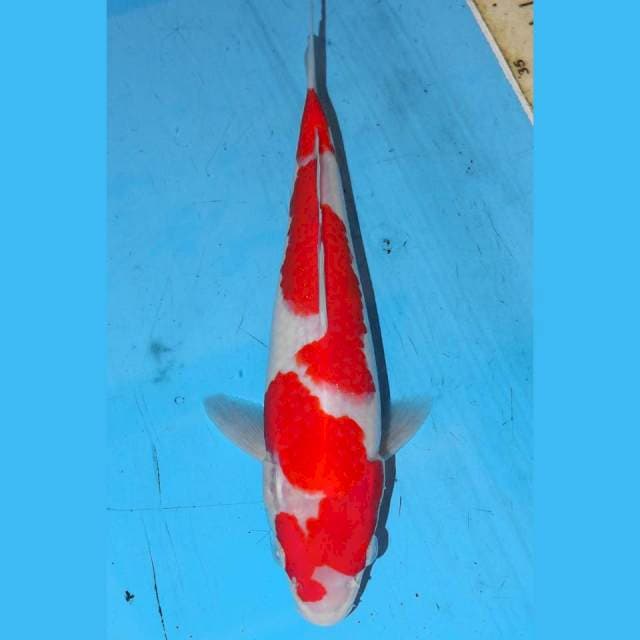 INAZUMA KOHAKU • 24cm