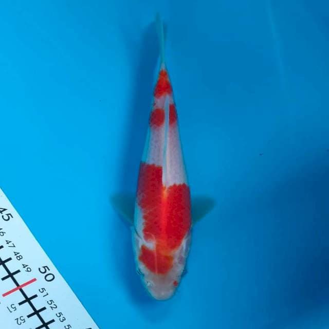 kohaku