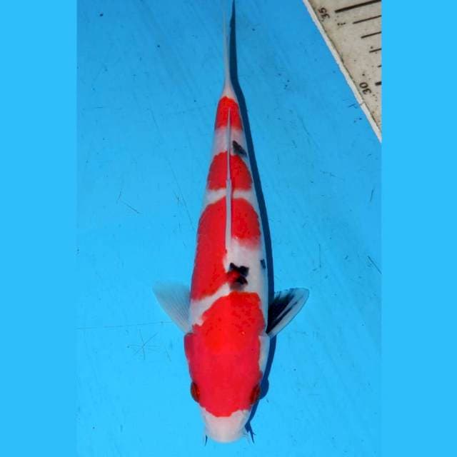 YONDAN SANKE • 22cm