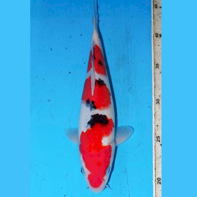 SANKE 3 STEP • 25cm