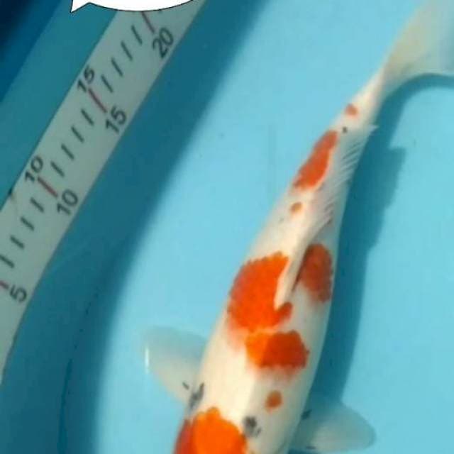 SANKE 34CM#JANTAN