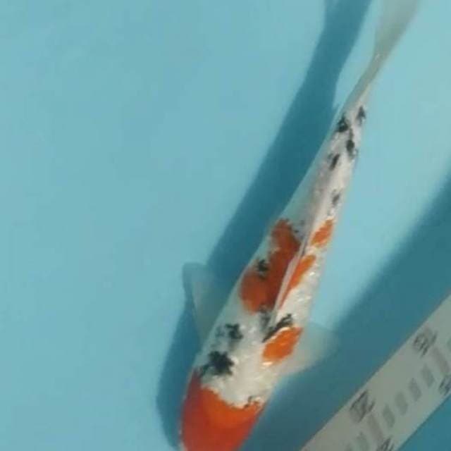 Sanke ginrin 31cm#jantan