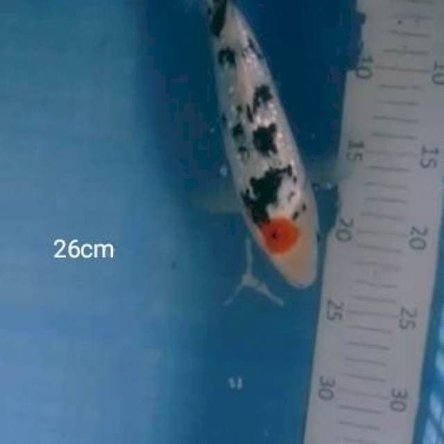 Tc sanke ginrin 26cm#jantan
