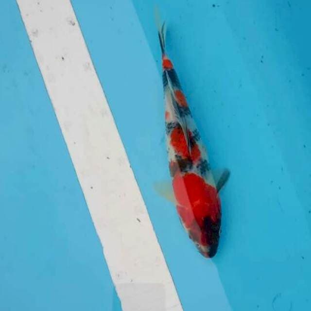 ๐