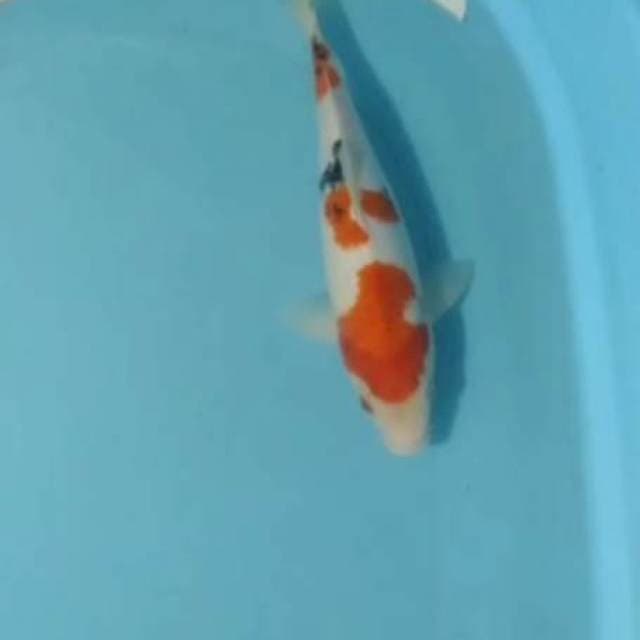 Sanke 33cm#jantan