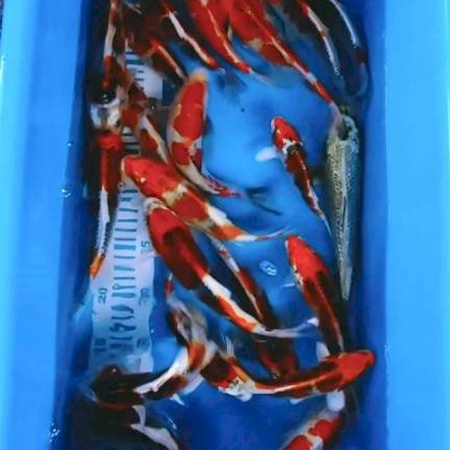 PAKET KOJAKU 20-25cm