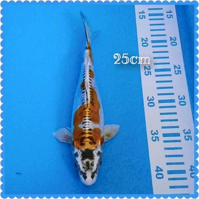 Kikokuryu 25cm