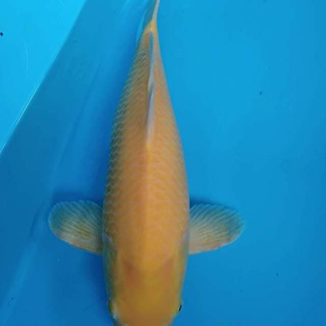 Karasi red eye