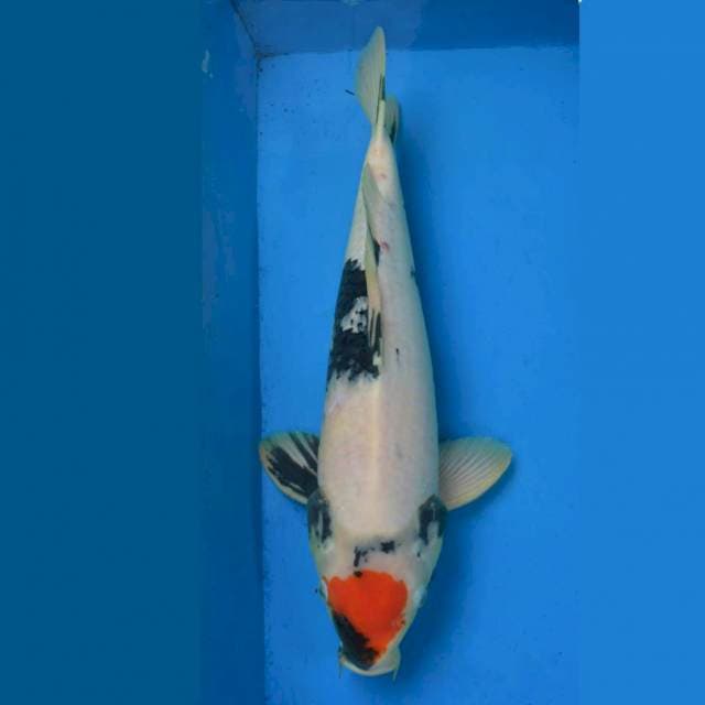 Jumbo Male Tancho Showa Ori F1