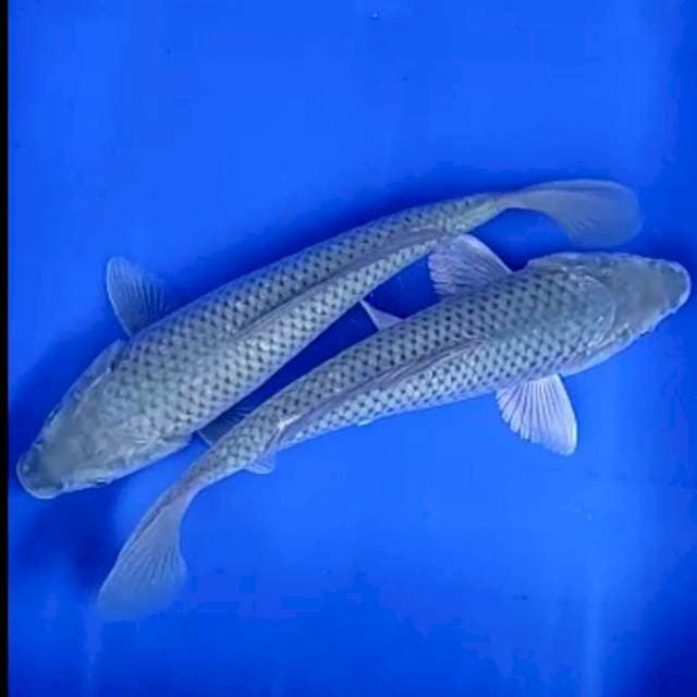 Duo Soragoi # 25_26cm