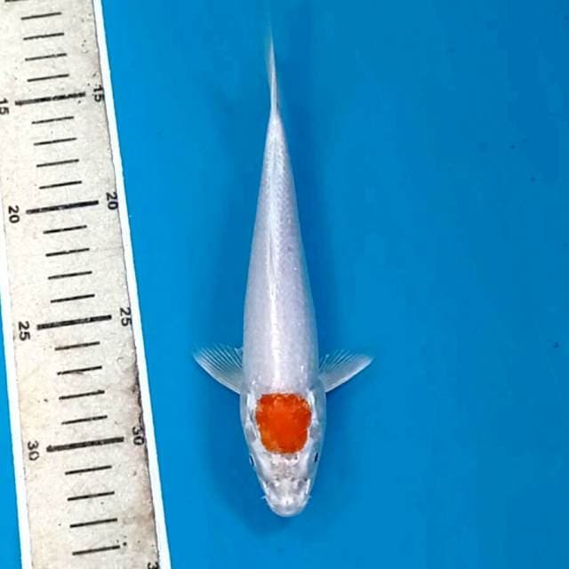 Tancho sakura ogon, 20 cm
