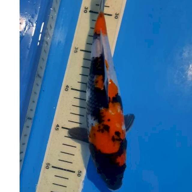 Showa 25cm