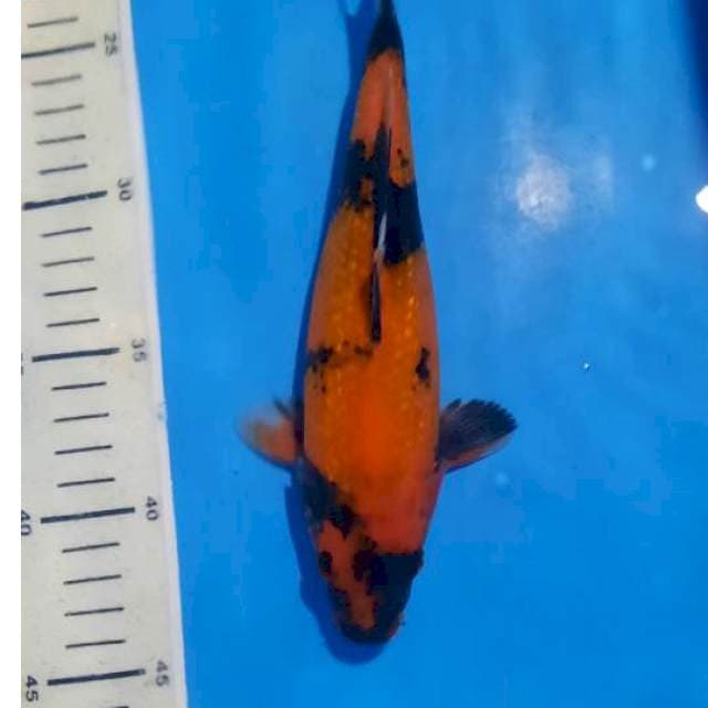 Hi utsuri ginrin 23cm