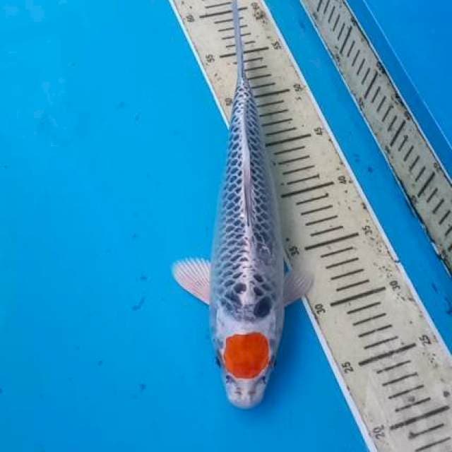 Tancho 33cm Male