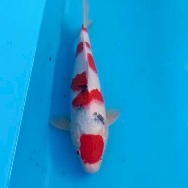 Sanke 32cm Male