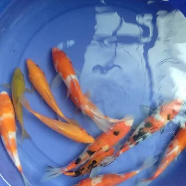 Mix 13-18cm