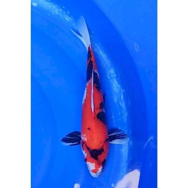 Strong Showa Sanshoku 34cm (F)