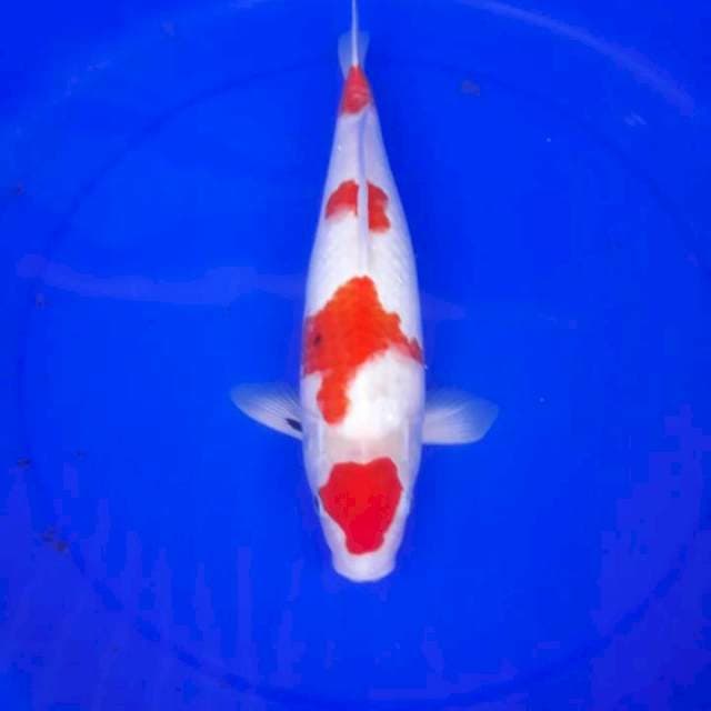 Kohaku sasori