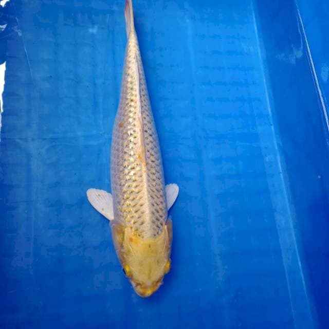 Matsuba 32cm