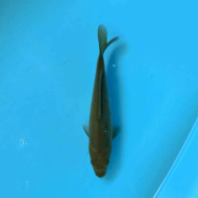 Midorigoi 16 cm