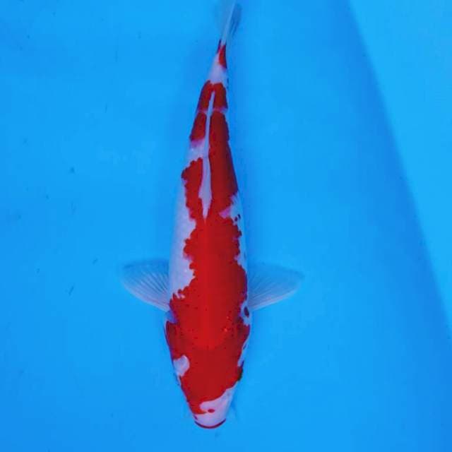 KOHAKU