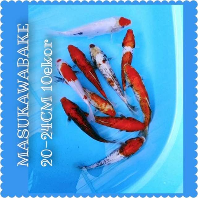 Masukawabake 20-24cm