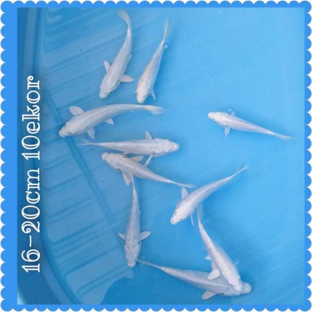 PLATINUM GINDRIN 16-20CM