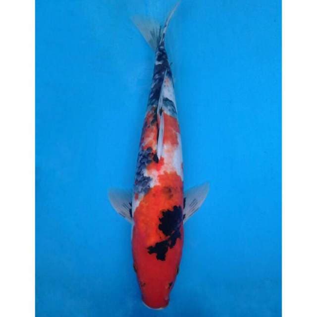 Showa Import non serti