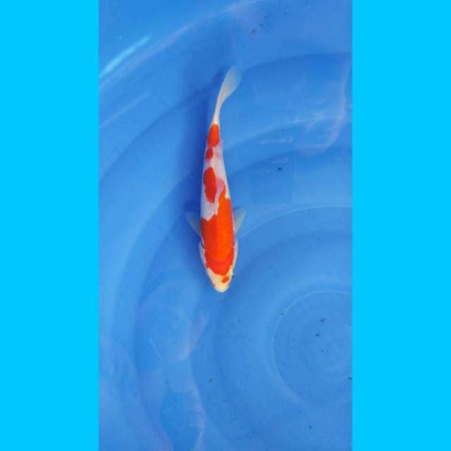Kohaku