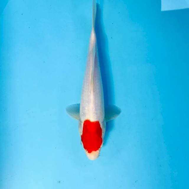 Tancho Kohaku, 25 cm