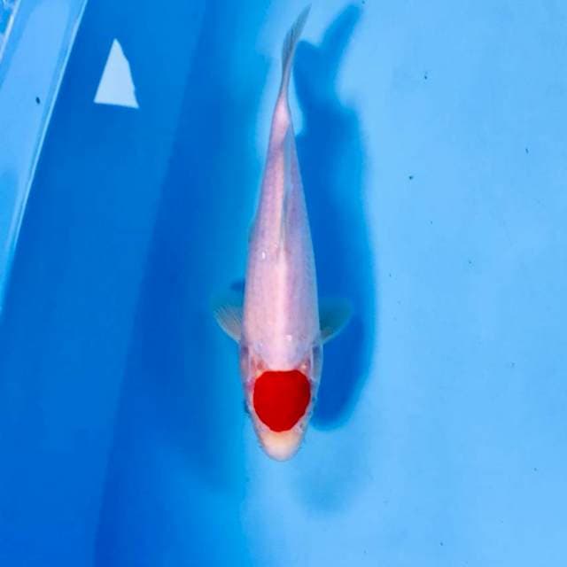 Tancho Kohaku, 23 cm