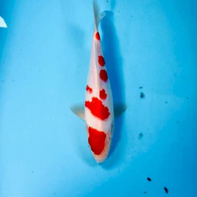 Kohaku, 23 cm
