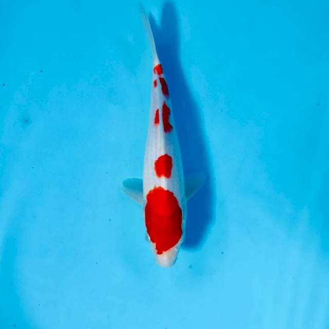 Kohaku, 22 cm