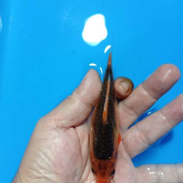 F1 Hi asagi /akka matshuba 13cm