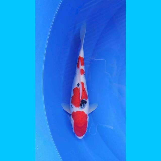Sanke 36cm