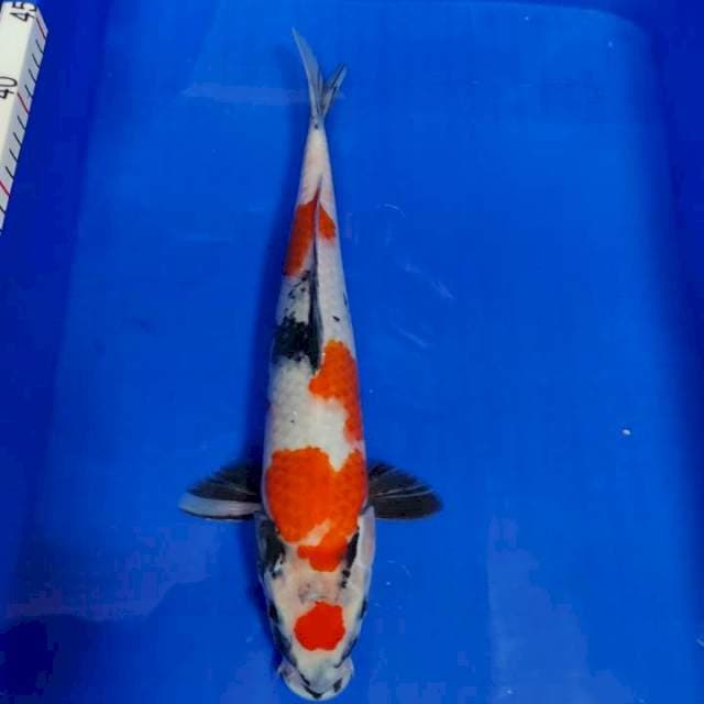 Maruten showa 38 cm up