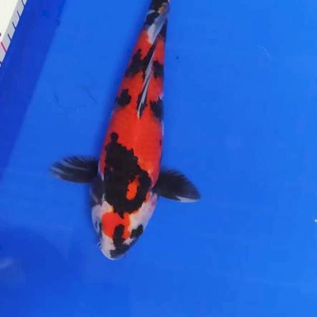 Maruten showa 30 cm up