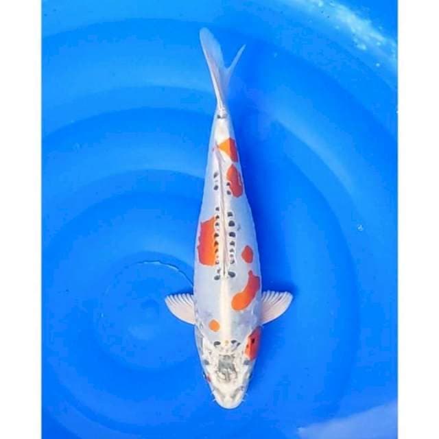 Beni Kikokuryu Original Hikari Padat 36cm (F)
